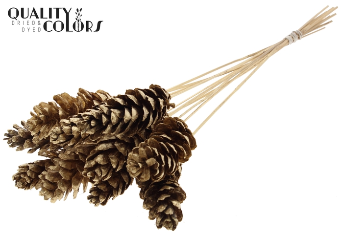Strobus 10-15cm on stem Antique Gold
