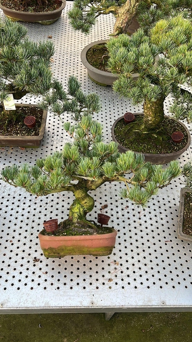 <h4>Pinus parviflora</h4>