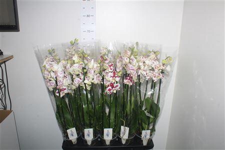 <h4>Phal An Marrakesh 4 Branche 24+</h4>