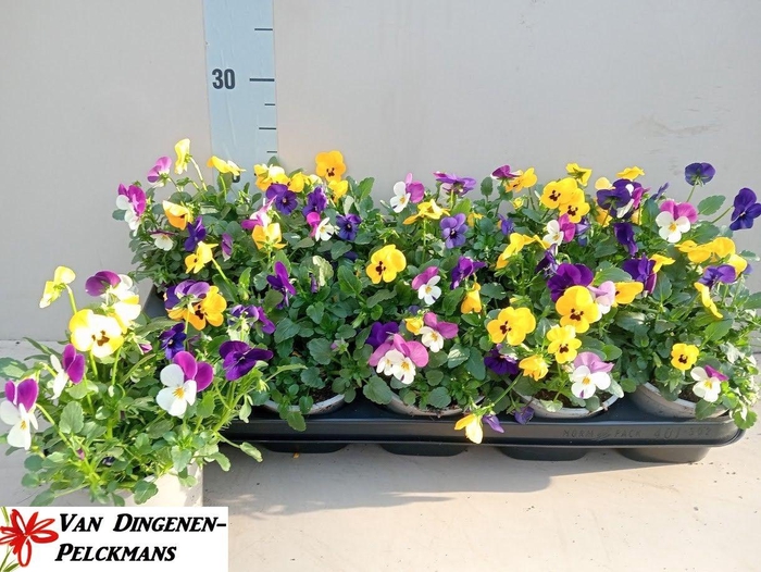 <h4>VIO CO TW GEM</h4>