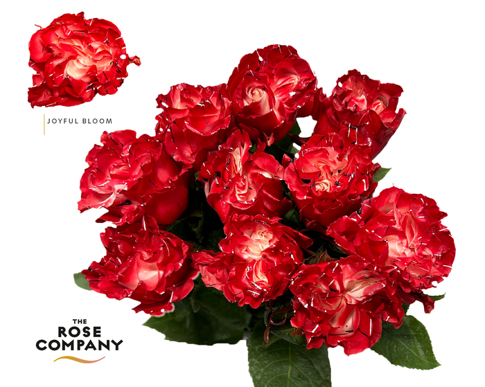 <h4>Rosa Ec Joyful Bloom</h4>