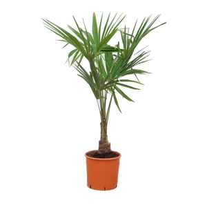 Trachycarpus Fortunei - 130cm