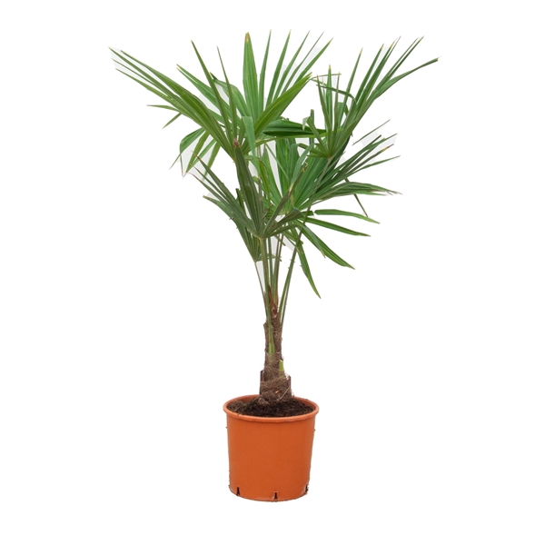 <h4>Trachycarpus Fortunei - 130cm</h4>