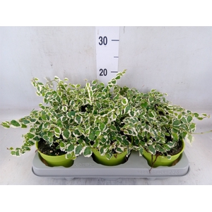 Ficus pumila 'Belle Sunny'