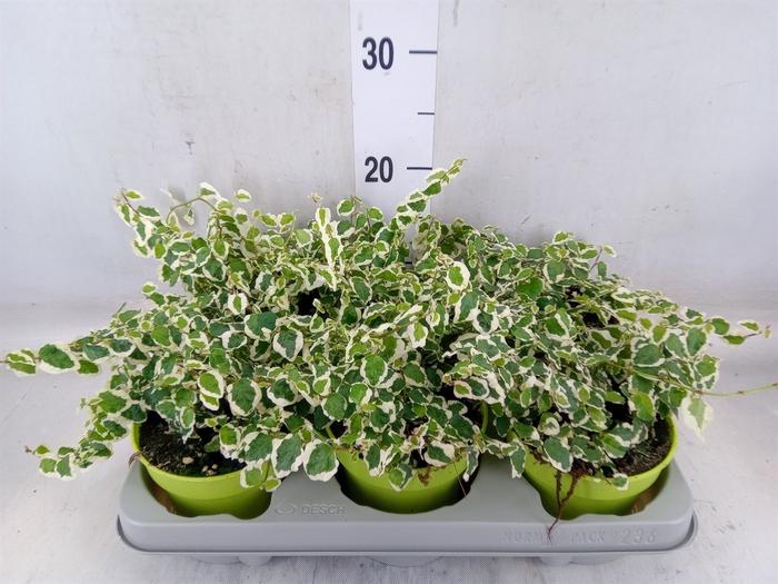 <h4>Ficus pumila 'Belle Sunny'</h4>