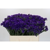 Limonium sinuatum Navy Sun Birds
