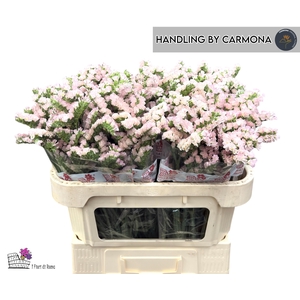 LIM S APRI SUN BIRDS