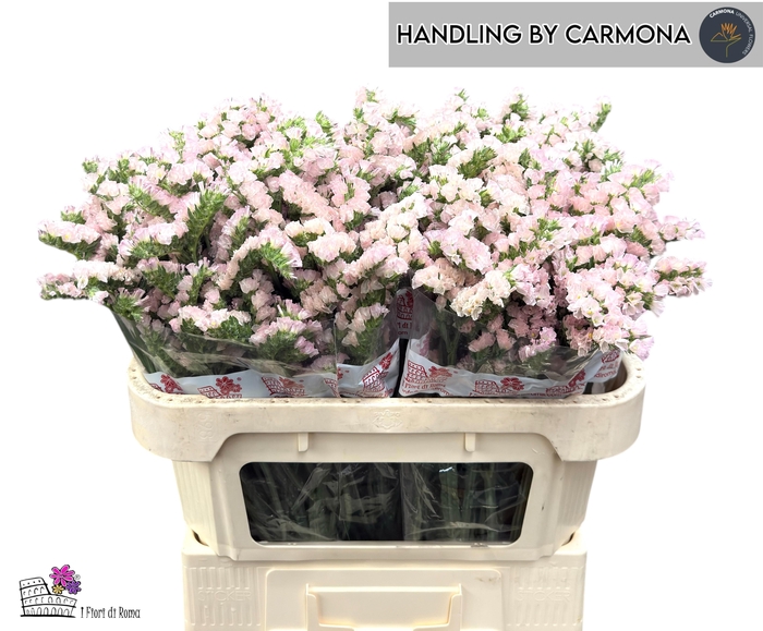 <h4>LIM S APRI SUN BIRDS</h4>