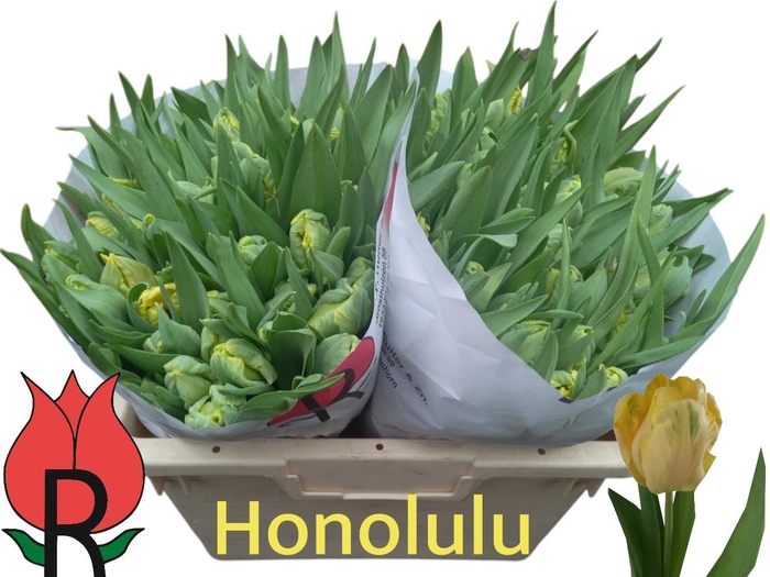<h4>TU PA HONOLULU</h4>