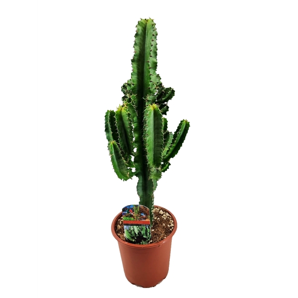 <h4>Euphorbia eritrea</h4>