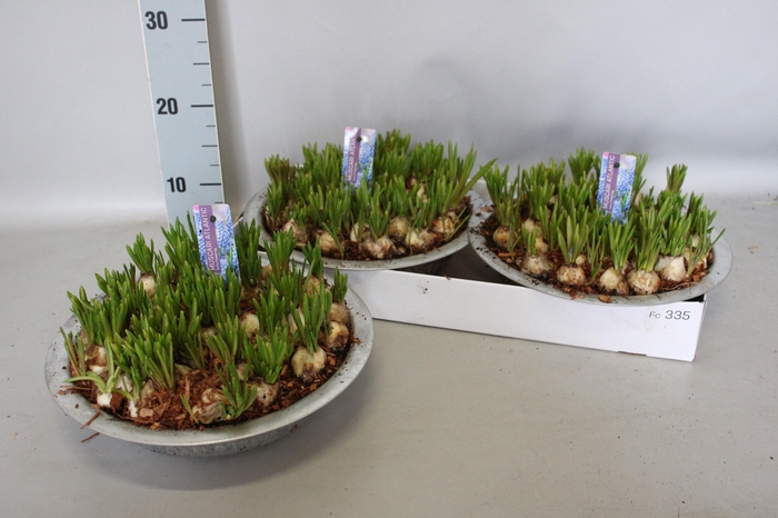 <h4>MUSCAR ATLANTIC</h4>