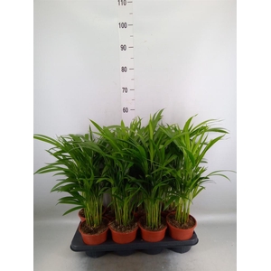 Dypsis lutescens   ...Chrysalidoca