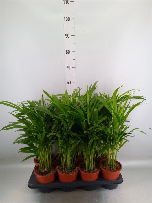 <h4>Dypsis lutescens   ...Chrysalidoca</h4>