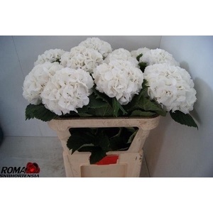 Hydr M Ch White Lollypop 70cm