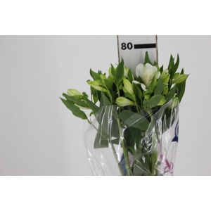 ALSTROEMERIA MISTRAL 080 CM