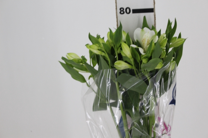 <h4>ALSTROEMERIA MISTRAL 080 CM</h4>