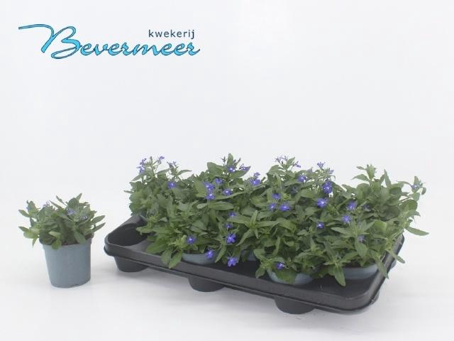 <h4>LOBE ER SW SP BLUE</h4>