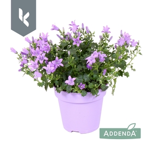 Campanula Ambella Lavender in ton sur ton