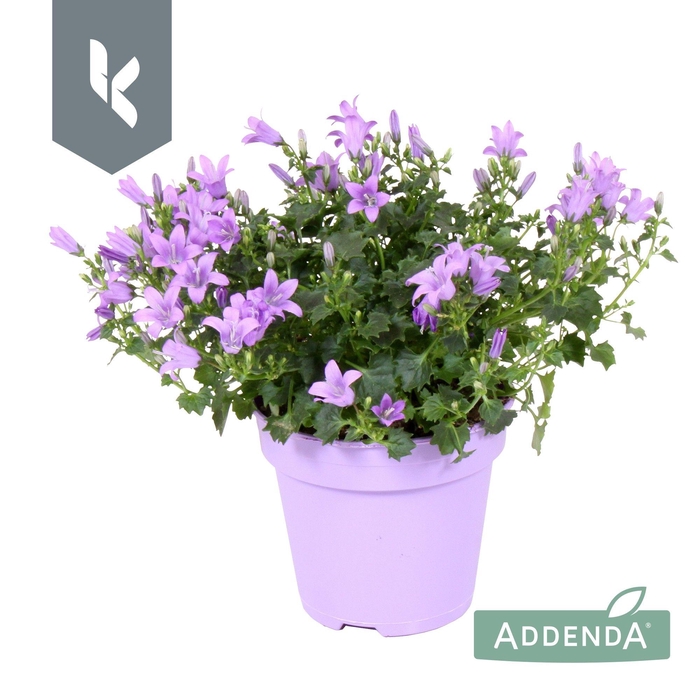 <h4>Campanula Ambella Lavender in ton sur ton</h4>
