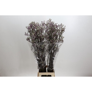 Anigozanthos 'Lilac Queen'