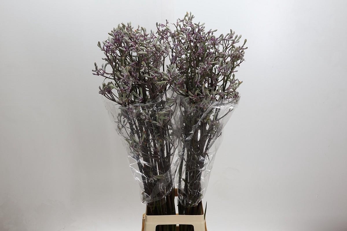 Anigozanthos 'Lilac Queen'