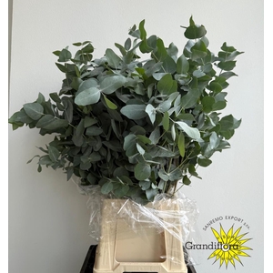 Cinerea Long Super GF