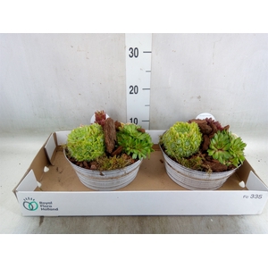 Arr.  Sempervivum L%