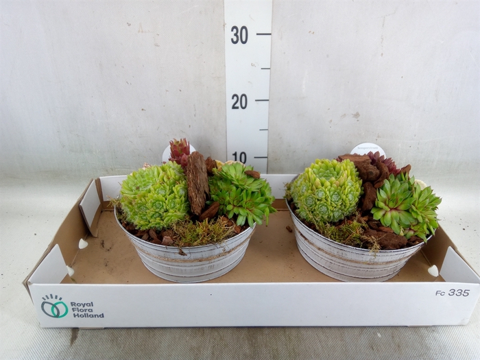 <h4>Arr.  Sempervivum L%</h4>