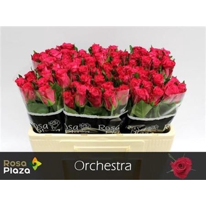 R Gr Orchestra