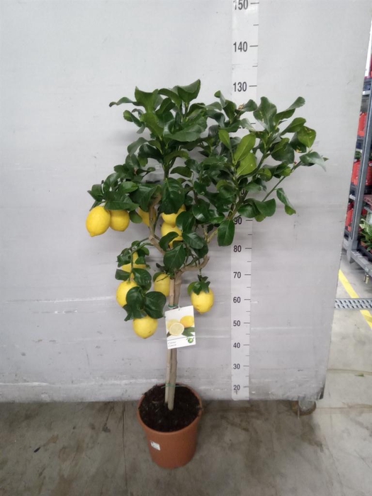 <h4>Citrus   ...</h4>