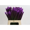 Liatris Callilepis