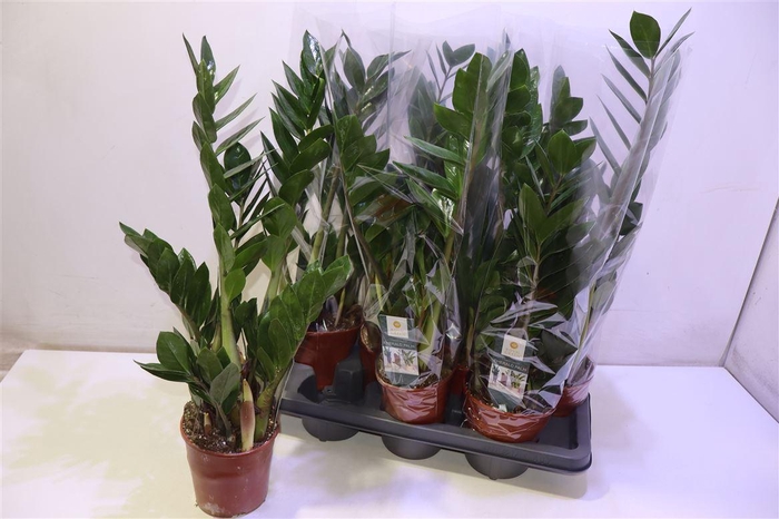 <h4>Zamio Zamiifolia</h4>