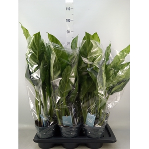 Aglaonema  'B.J. Freedman'