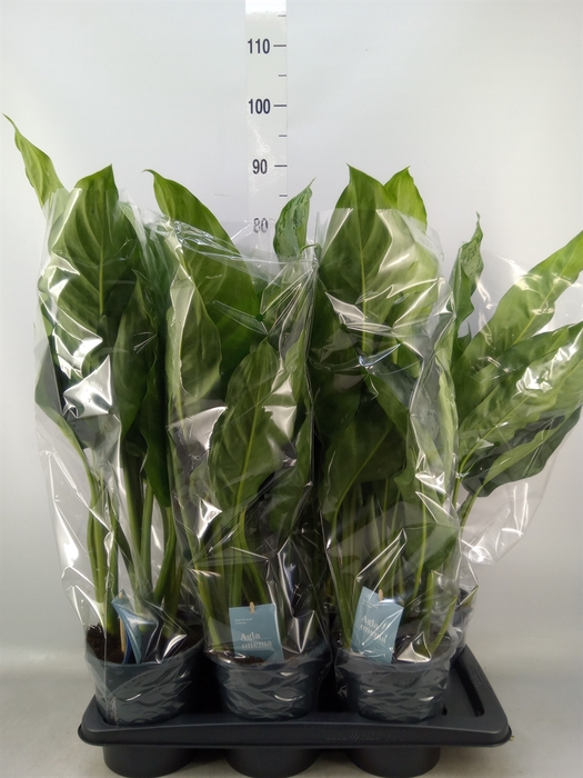 <h4>Aglaonema  'B.J. Freedman'</h4>