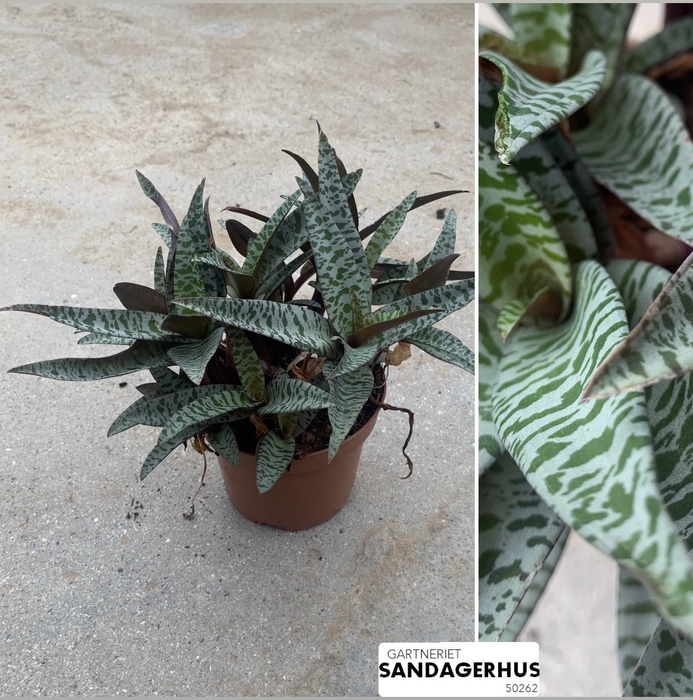 <h4>LEDEBOURIA SOCIALIS P10.5 ZEBRA</h4>