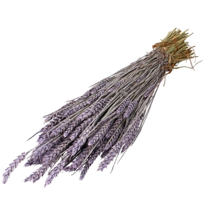 Dried flowers Wheat 60-70cm