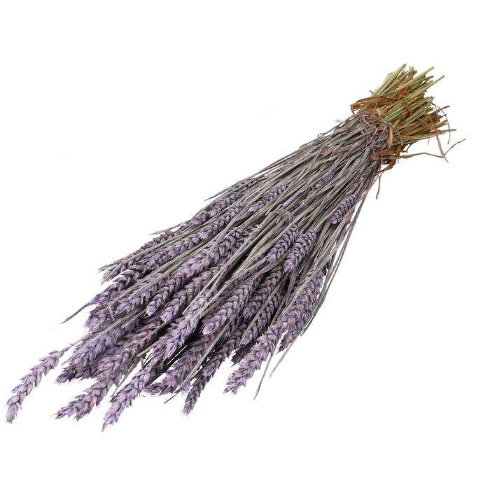 <h4>Dried flowers Wheat 60-70cm</h4>