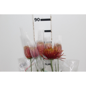 ANASTASIA CHISPA 080 CM BICOLOR