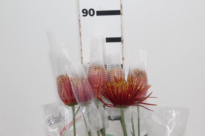 <h4>ANASTASIA CHISPA 080 CM BICOLOR</h4>