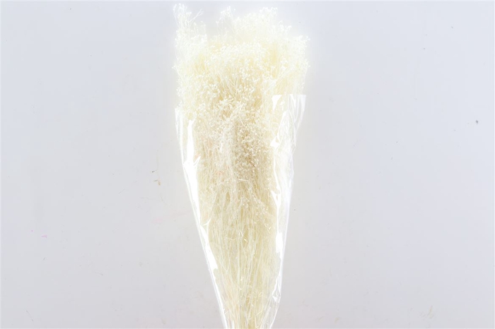 <h4>Dried Brooms Bleached Bunch</h4>