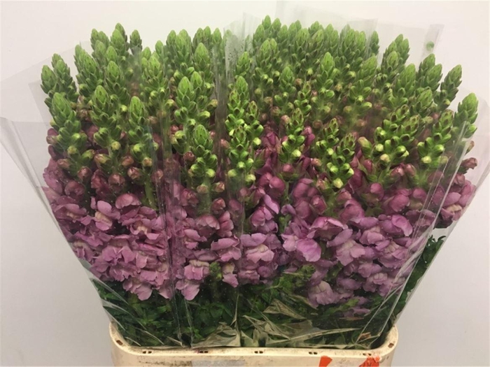 <h4>Antir Op Lavender</h4>