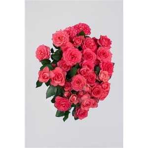 Tr Bella Linda Cerise