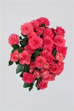 <h4>Tr Bella Linda Cerise</h4>