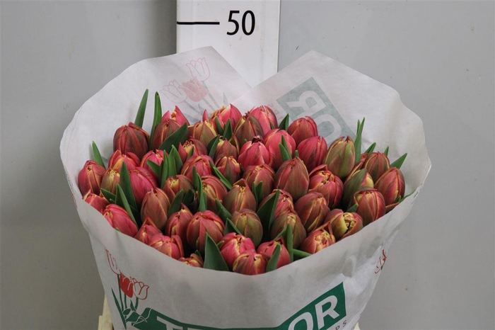 <h4>Tu Du Columbus</h4>