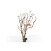 Syringa Branch Extra Etcheverry