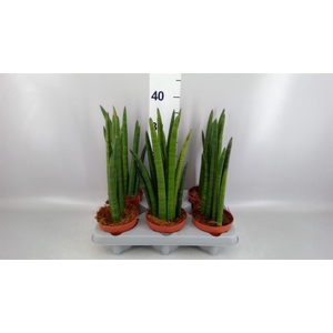 Sansevieria cyl.  ...