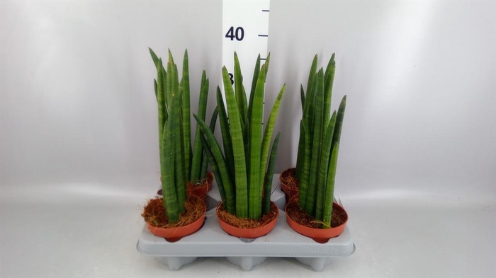 <h4>Sansevieria cyl.  ...</h4>
