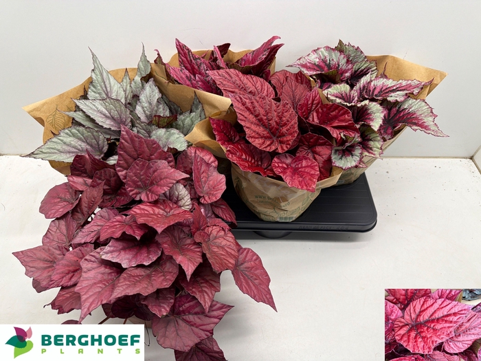 <h4>BEG BEL GEM</h4>