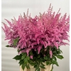 Astilbe europa
