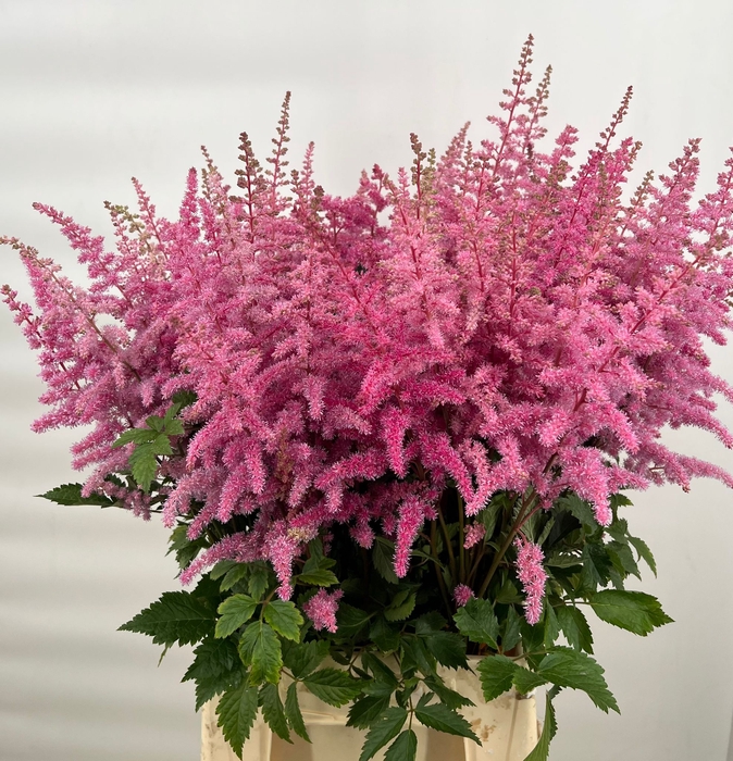Astilbe europa